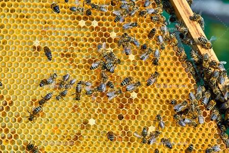 عگس زنبور های عسل روی کندو